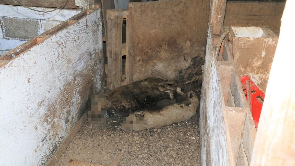 Hladová zvířata umírala v chladu a úzkostech, policie obvinila muže a firmu z týrání